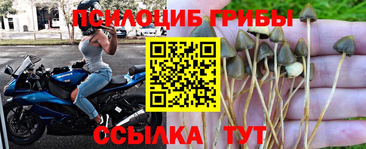 Галлюциногенные грибы прущие грибы Петропавловск-Камчатский